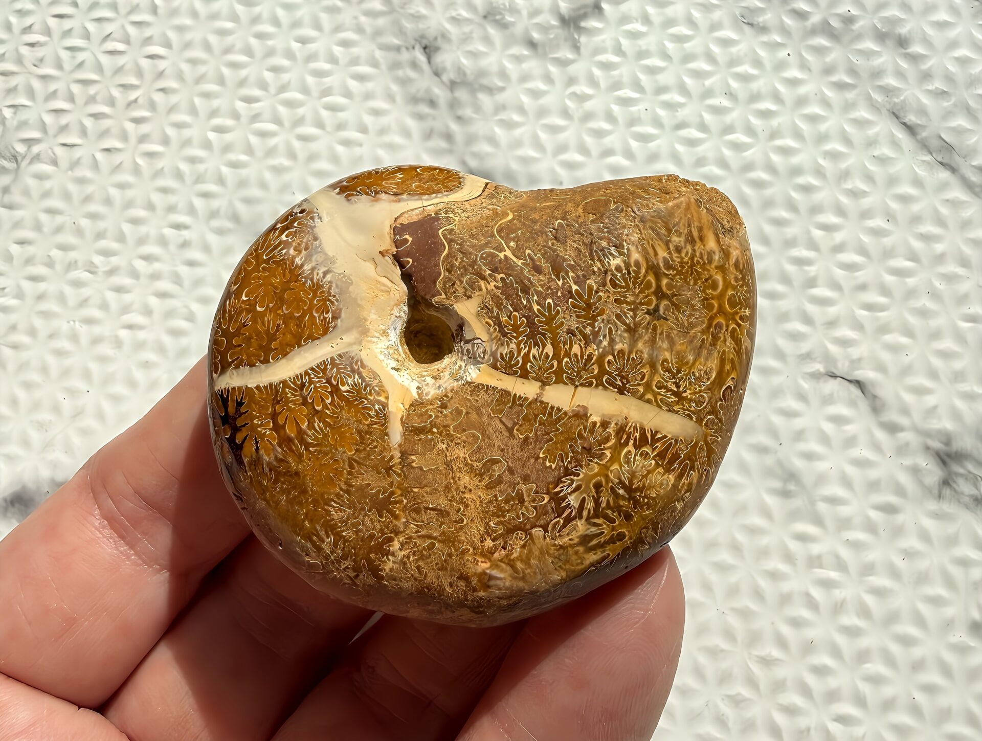 マダガスカル チュレア産 方解石縫合線アンモナイト-カリフィロセラス 研磨済 へそ美品 - 画像 (4)
