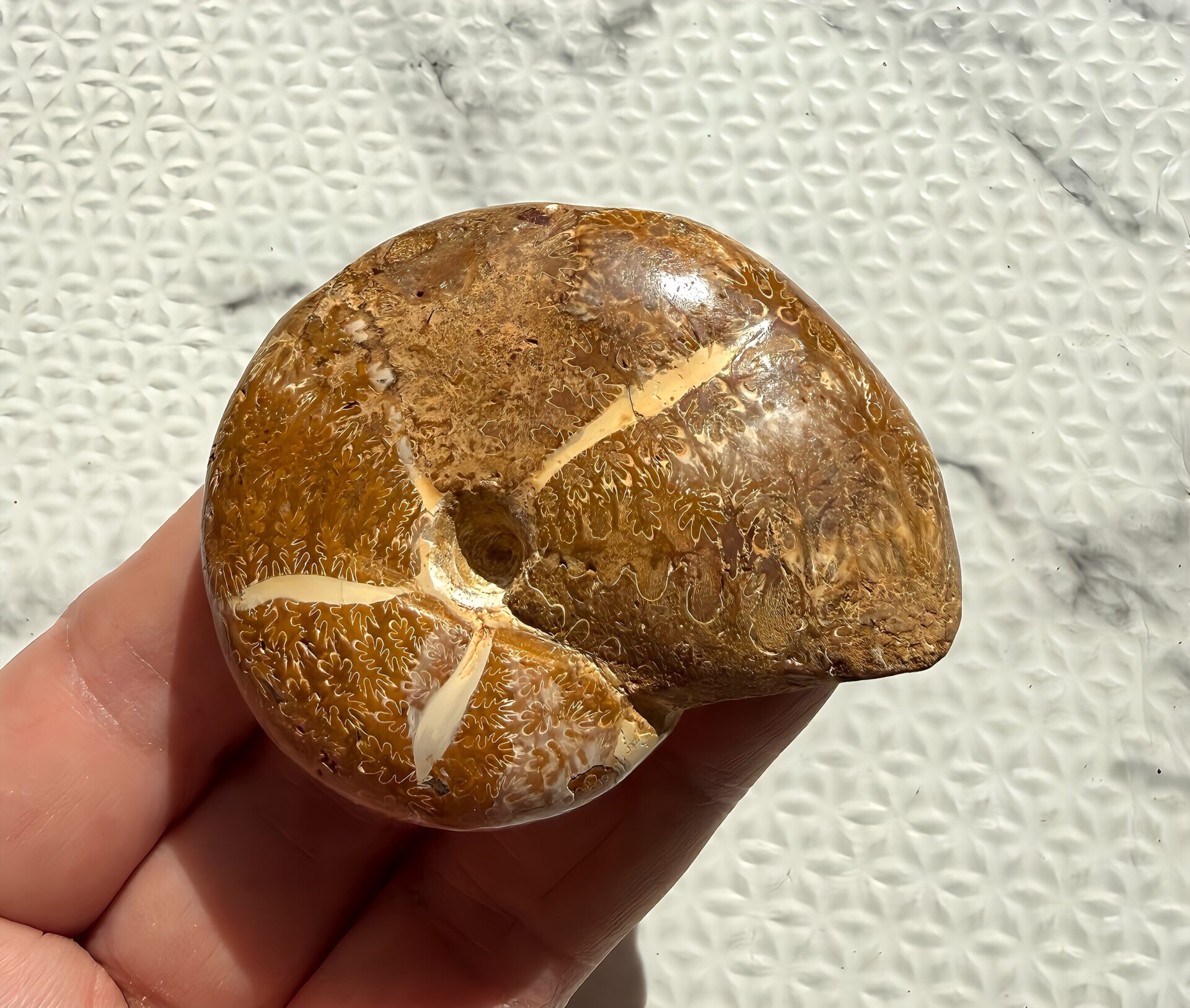 マダガスカル チュレア産 方解石縫合線アンモナイト-カリフィロセラス 研磨済 へそ美品 - 画像 (3)