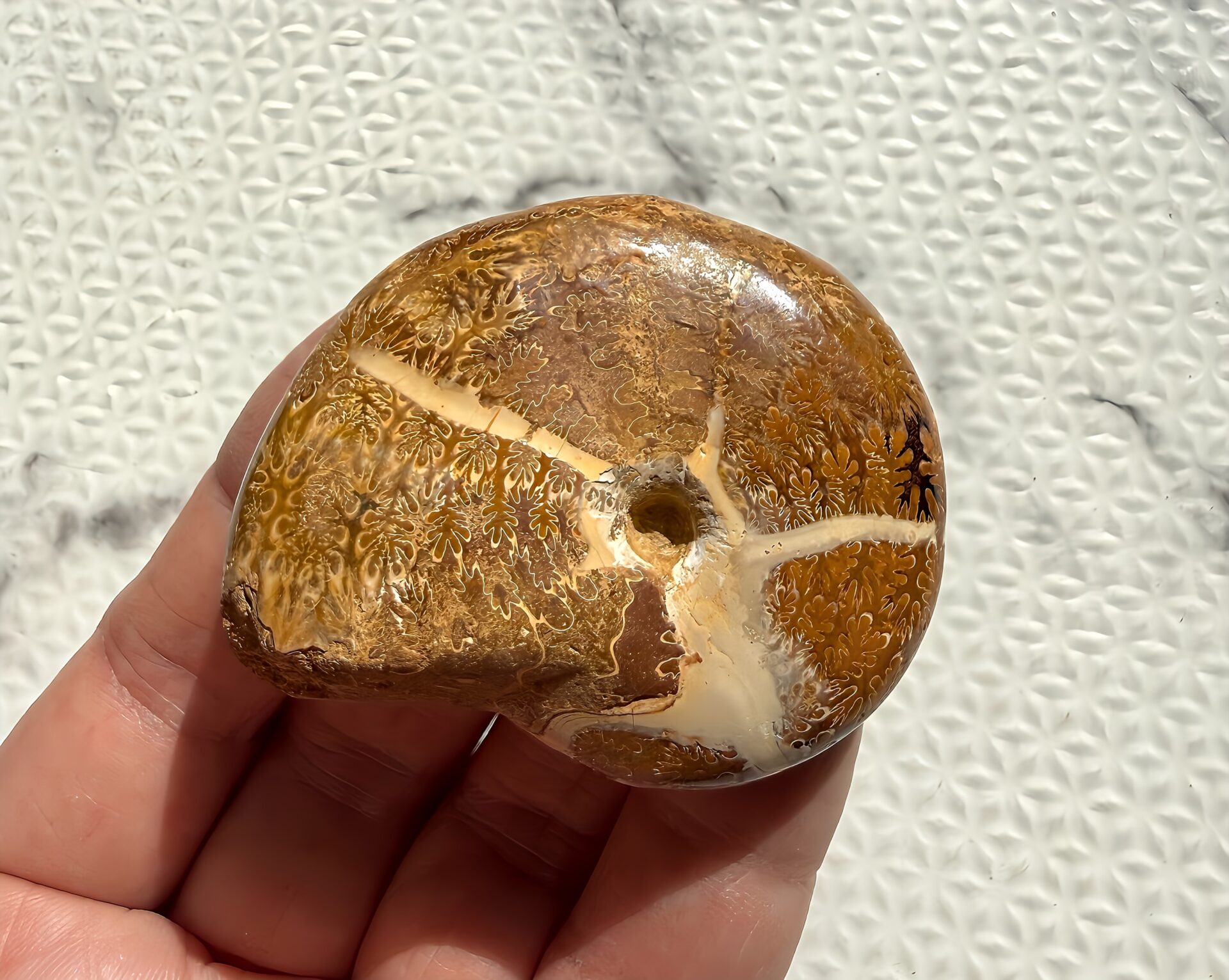 マダガスカル チュレア産 方解石縫合線アンモナイト-カリフィロセラス 研磨済 へそ美品 - 画像 (2)