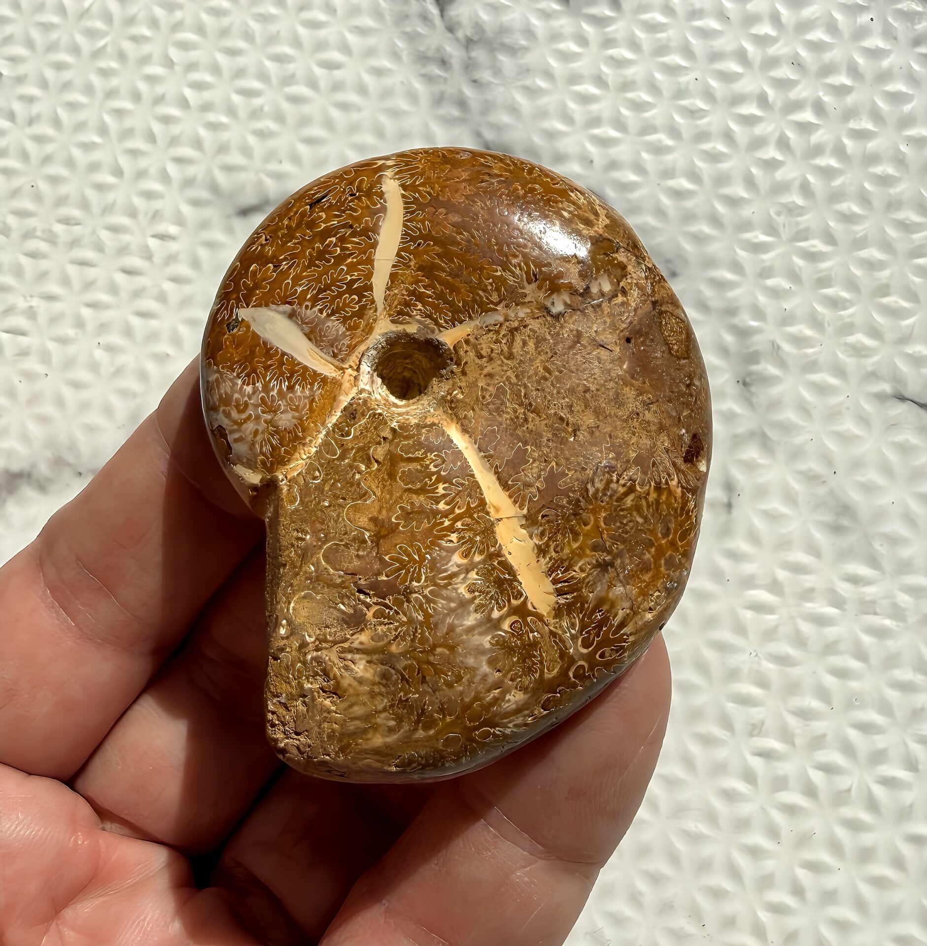マダガスカル チュレア産 方解石縫合線アンモナイト-カリフィロセラス 研磨済 へそ美品 - 画像 (6)
